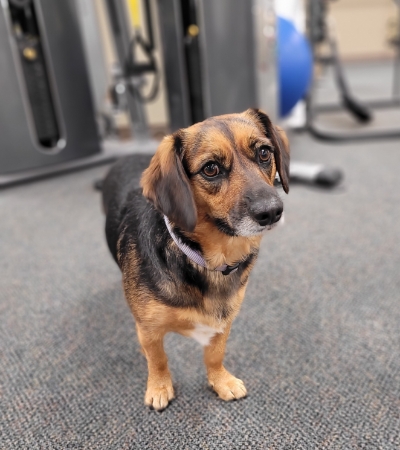 CeCe-Therapy-Dog-Suburban-Physical-Therapy-Twinsburg-OH